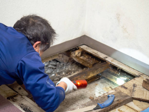Best Attic Mold Remediation in North Wales, PA