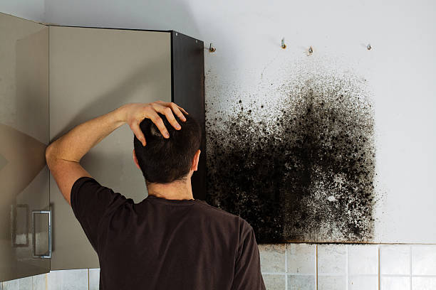 Best DIY Mold Remediation Support Services in North Wales, PA