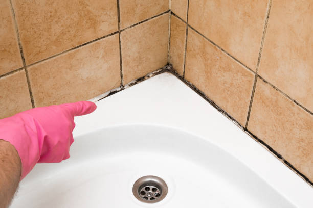 Best Basement Mold Remediation in North Wales, PA